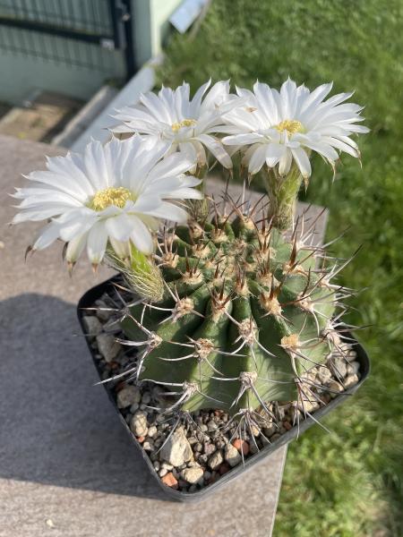 Acanthocalycium peitscherianum